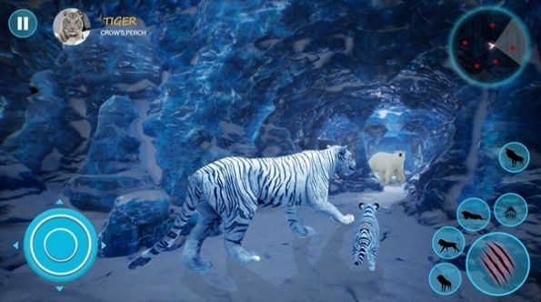 野生白虎家庭模拟Wild White Tiger Family Sim 野生白虎家庭模拟Wild White Tiger Family Sim